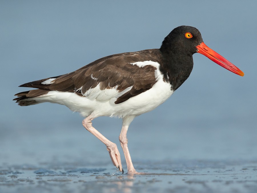 American Oystercatcher