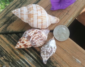 Banded Tulip Shell