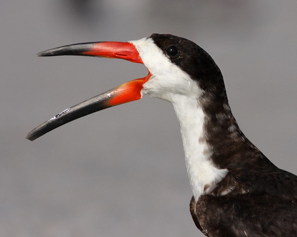 Black Skimmer