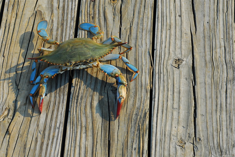Blue Crab