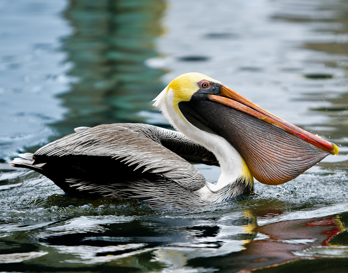 Brown Pelican