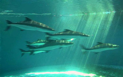 Cobia