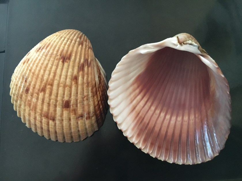 Cockle Shell