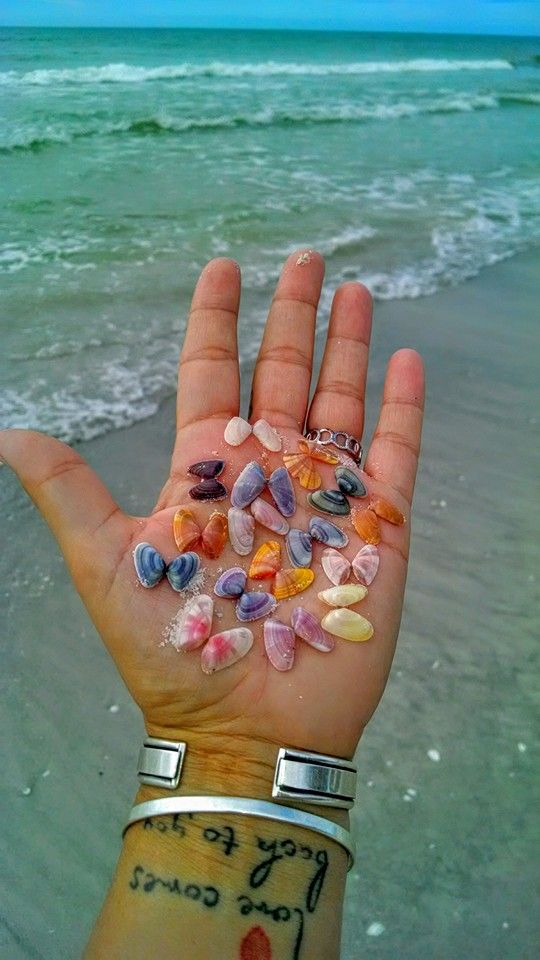 Coquina Shell