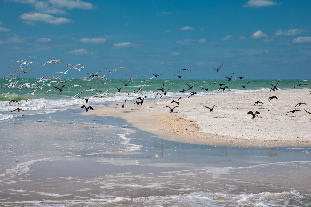 Egmont Key — Bird Sanctuary & Wildlife Refuge