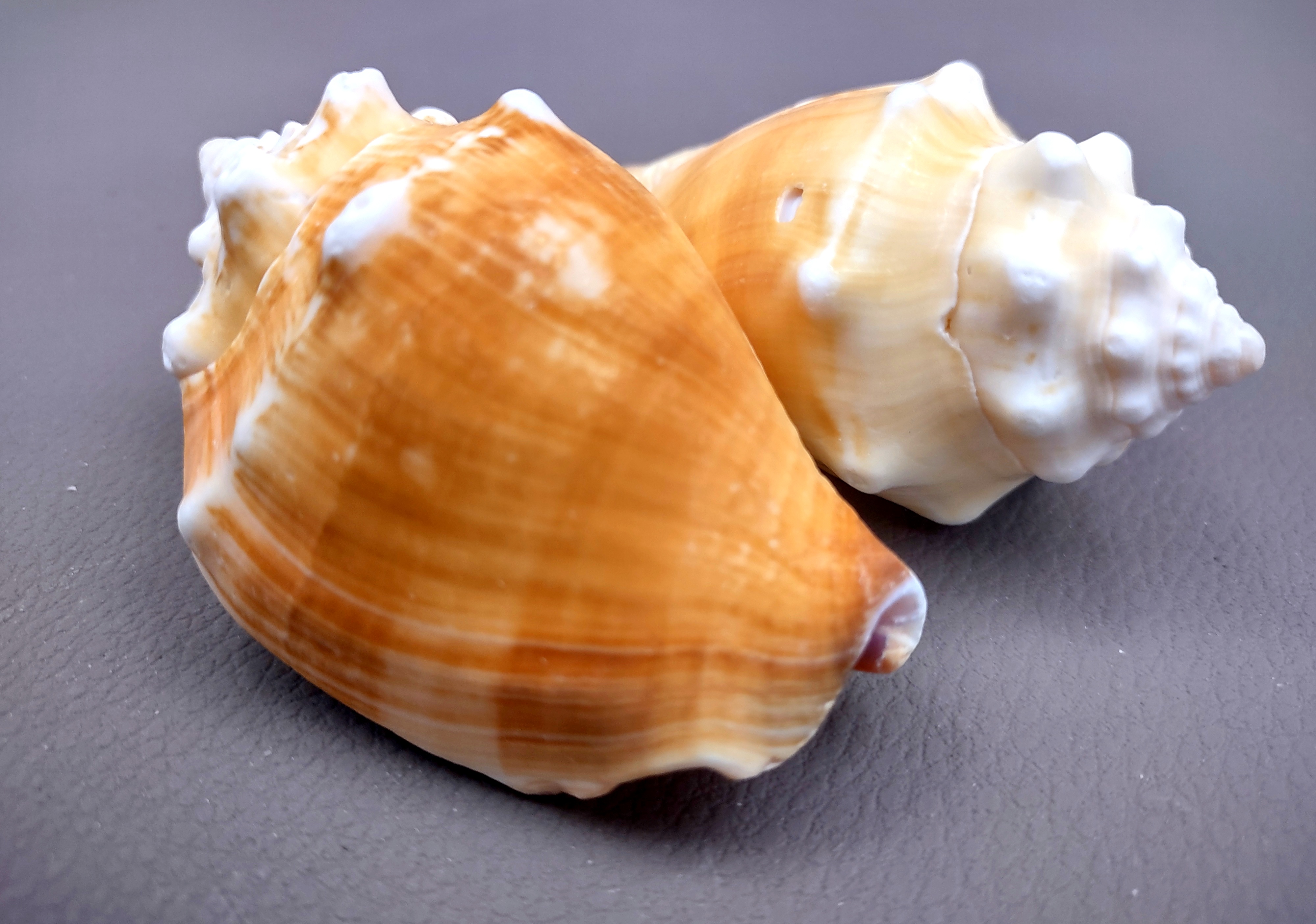 Fighting Conch