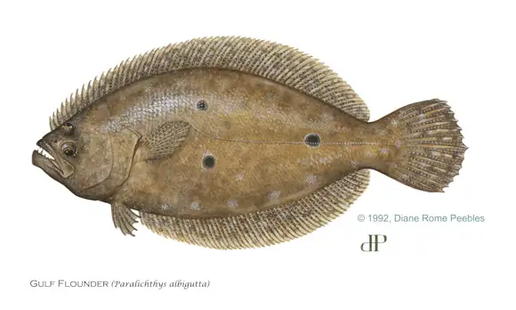 Southern Flounder