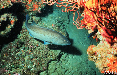 Gag Grouper