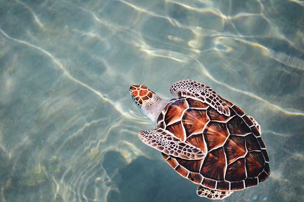 Green Sea Turtle