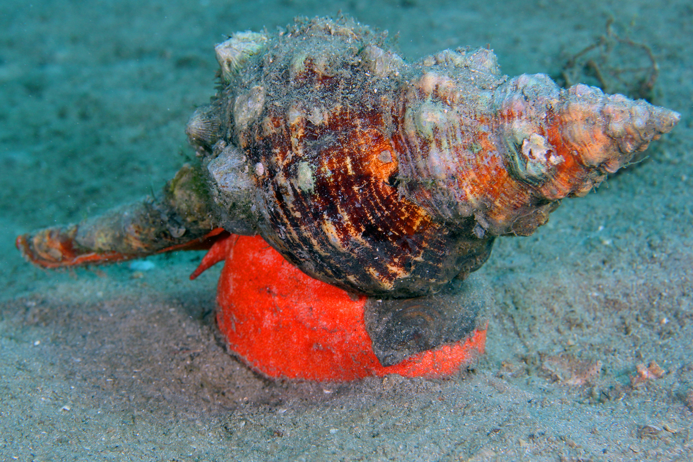 Horse Conch