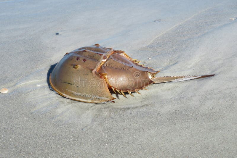 Horseshoe Crab