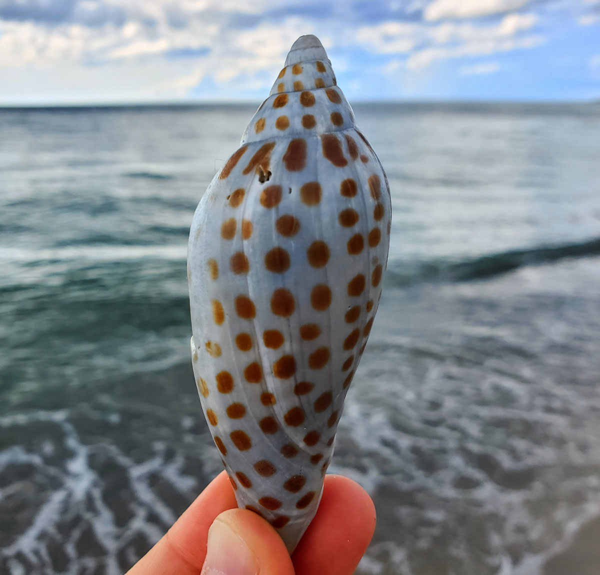 Junonia Shell