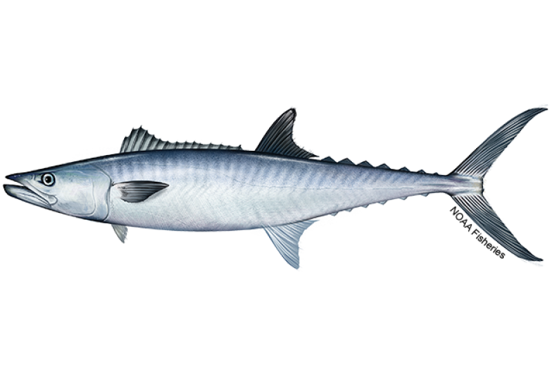 King Mackerel