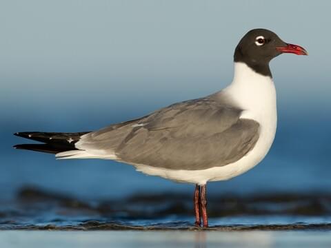 Laughing Gull