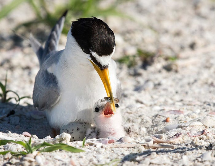 Least Tern