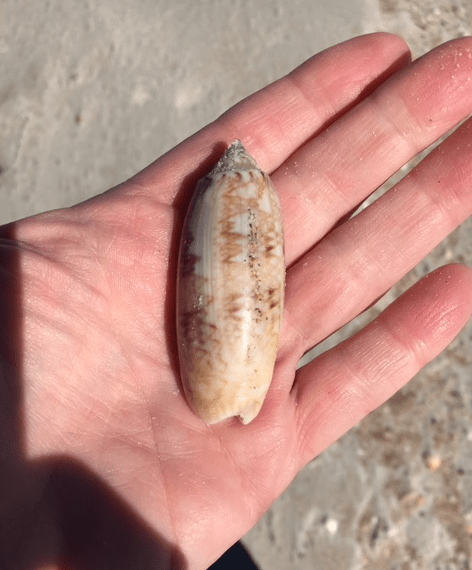 Lettered Olive Shell