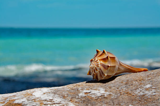 Lightning Whelk