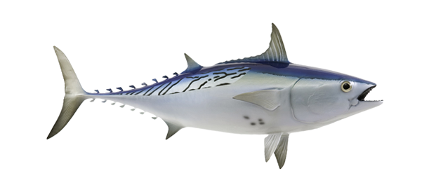 Little Tunny (Bonito)