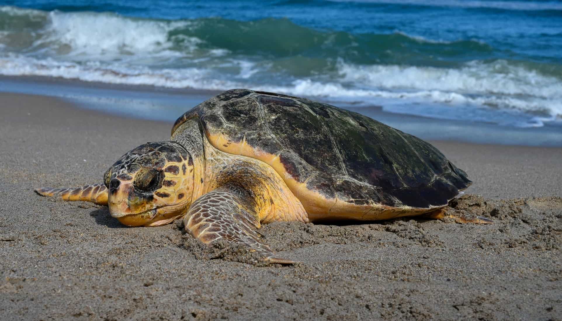Loggerhead Sea Turtle