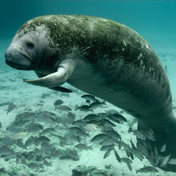 West Indian Manatee