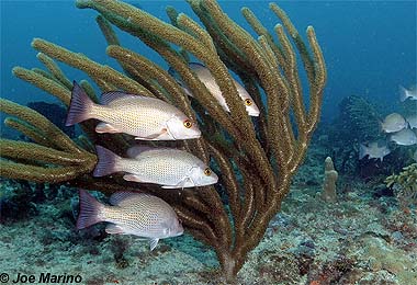 Mangrove Snapper