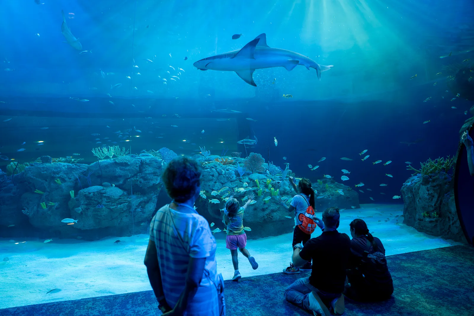 Mote Marine Laboratory & Aquarium