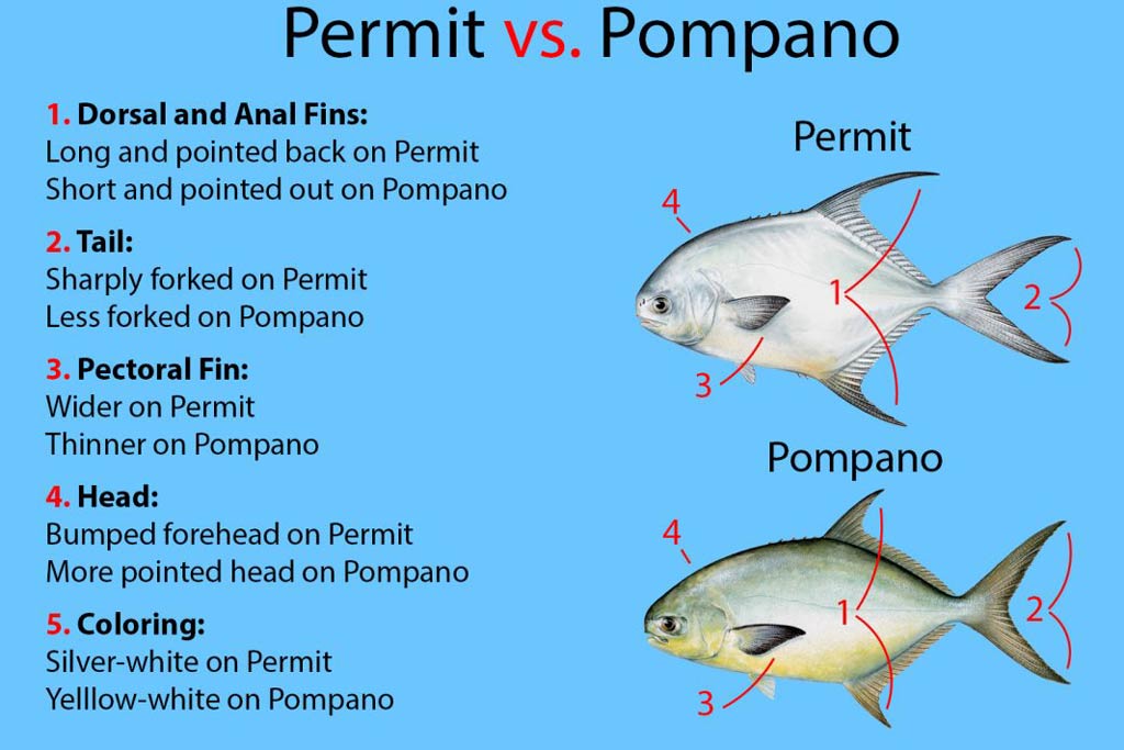 Permit