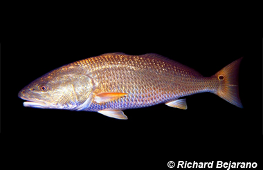 Red Drum (Redfish)