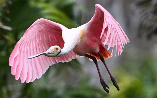 Roseate Spoonbill