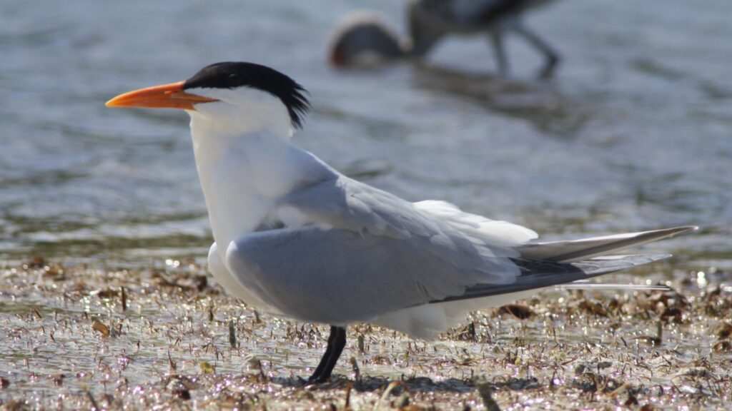 Royal Tern
