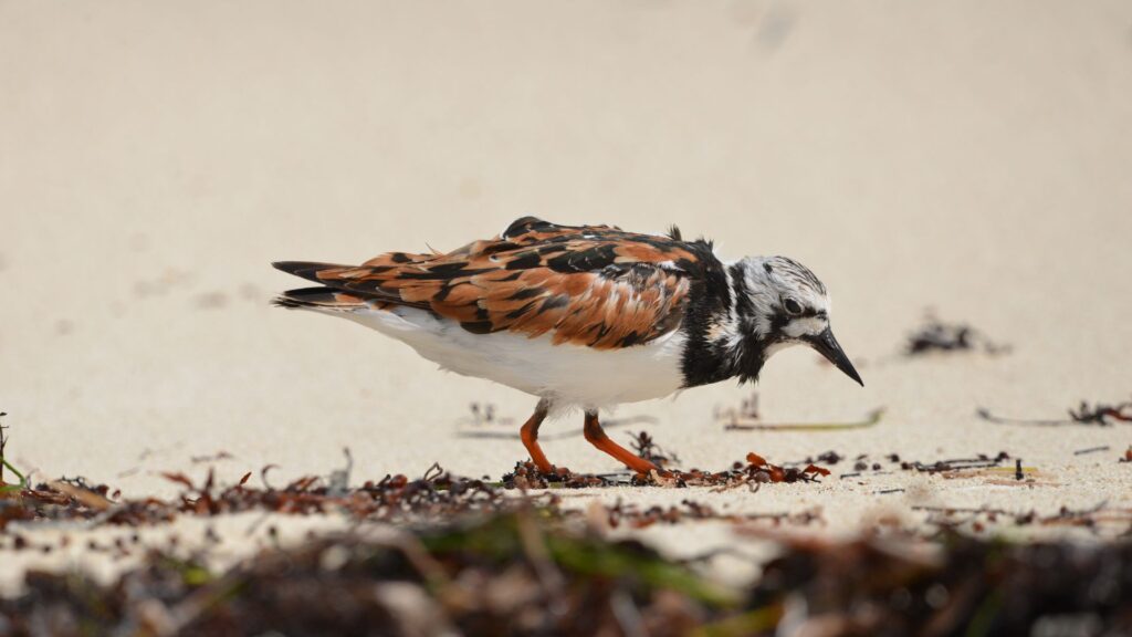 Ruddy Turnstone
