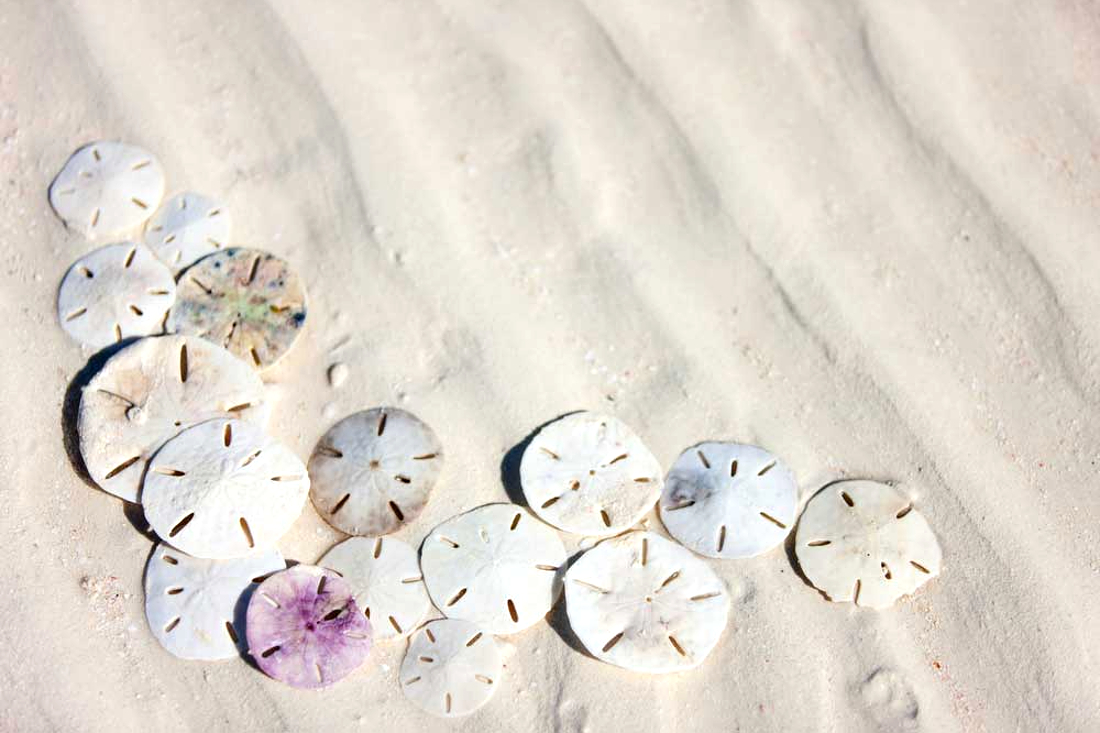 Sand Dollar