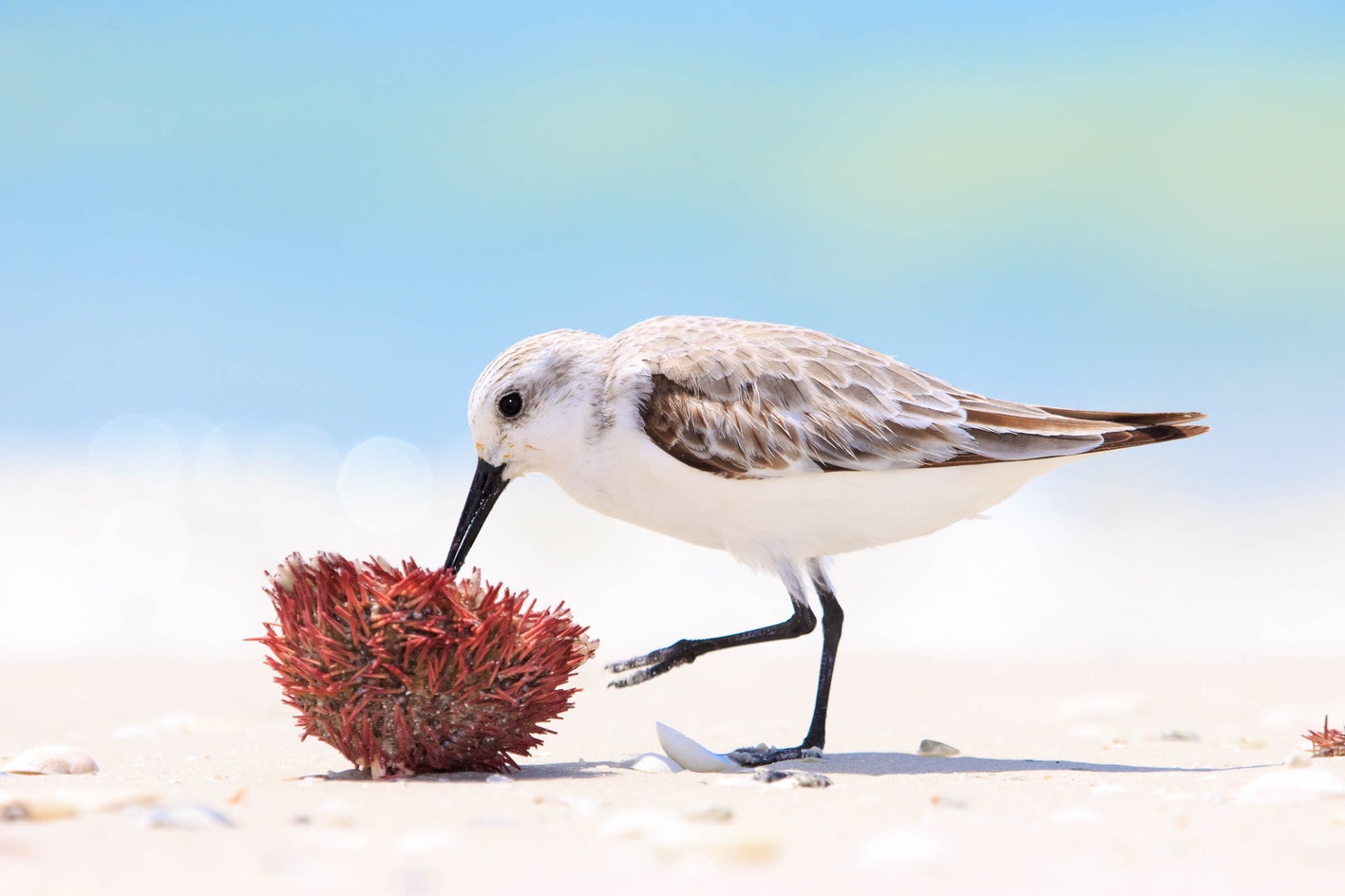 Sanderling