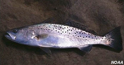 Spotted Seatrout