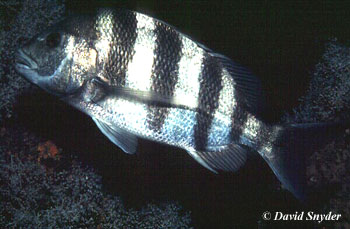 Sheepshead