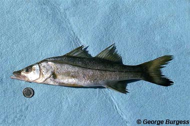 Common Snook