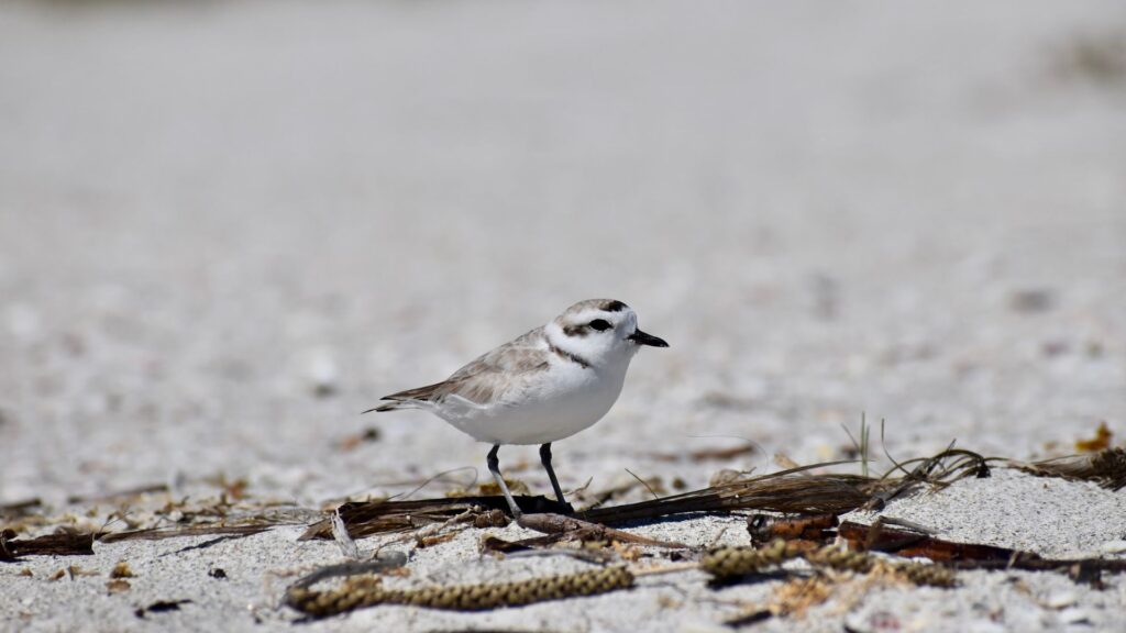 Snowy Plover