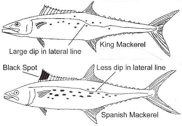 Spanish Mackerel