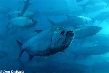 Tarpon
