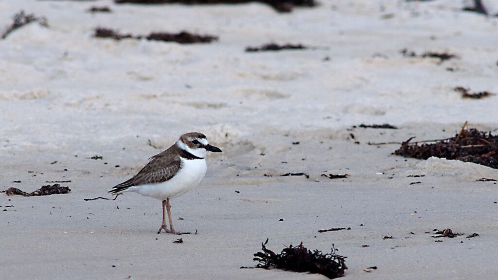 Wilson's Plover