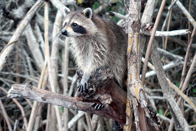 Raccoon